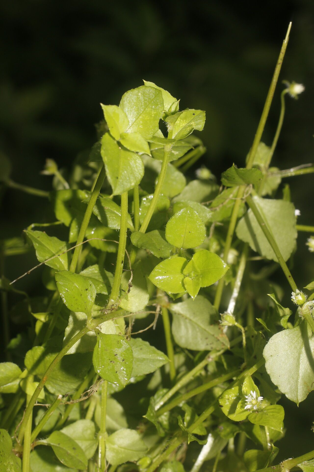 Stellaria ovata — search result for 'Stellaria'