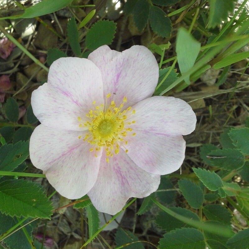 Rosa arkansana flower
