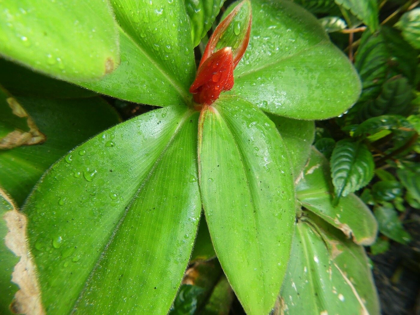 Costus osae leaf