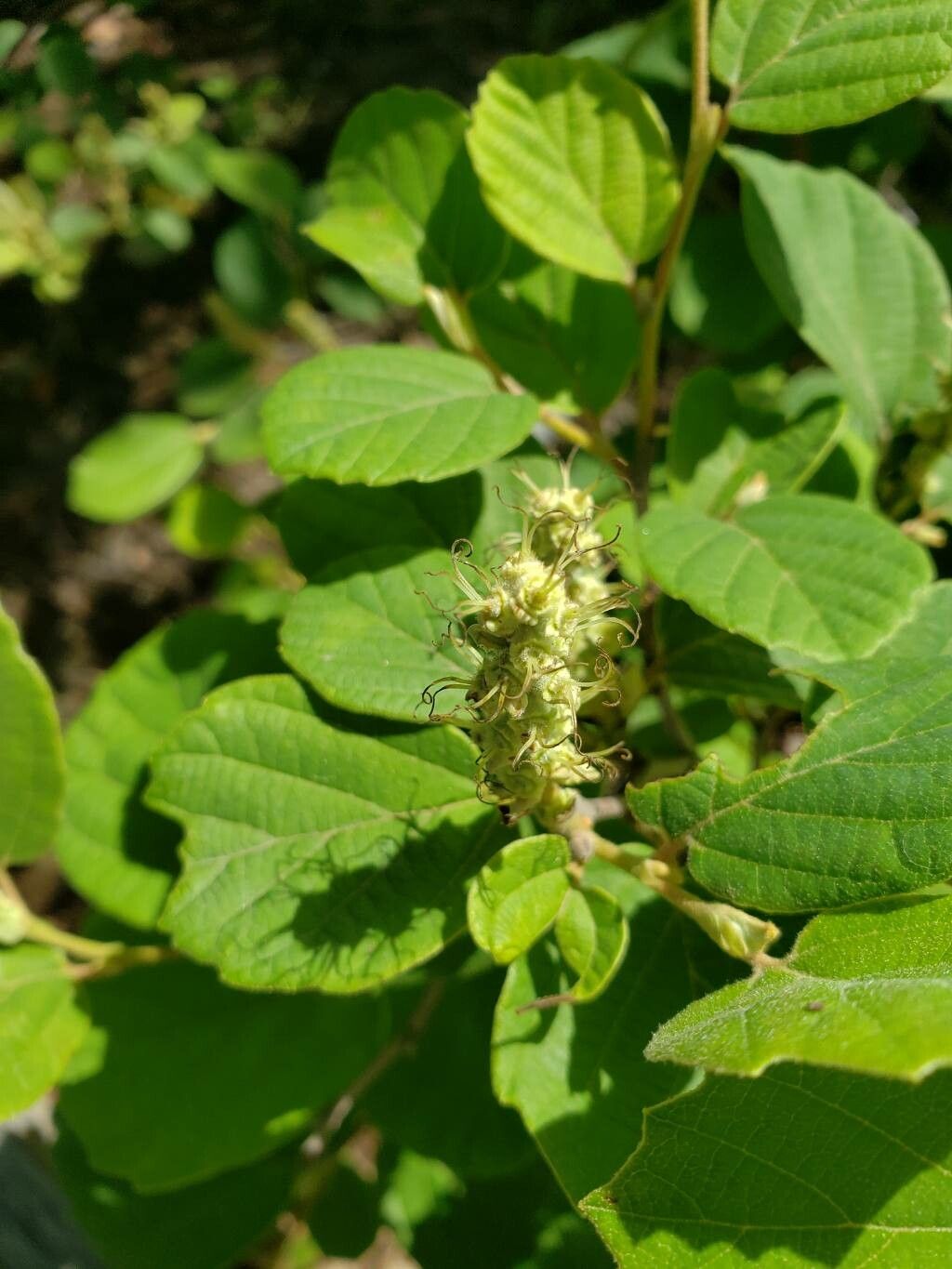 Fothergilla latifolia fruit
