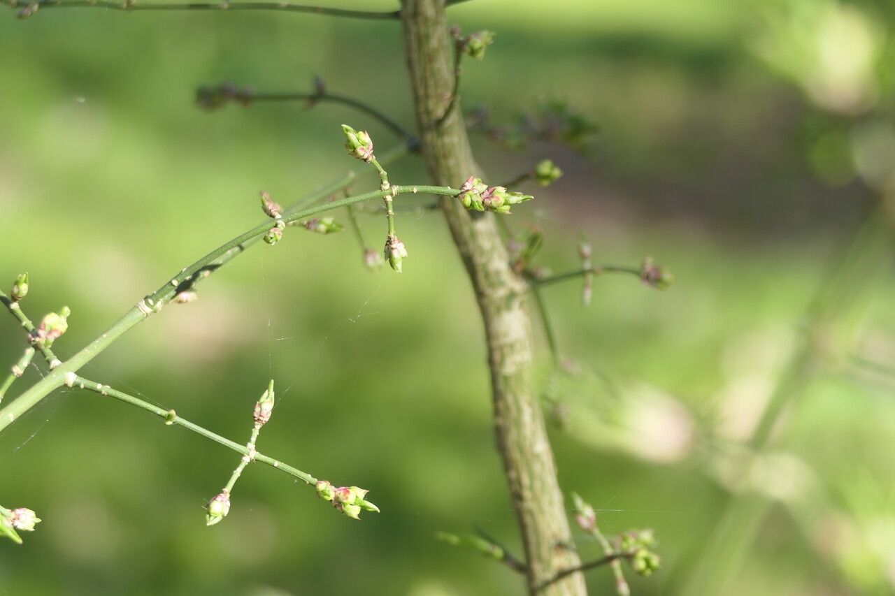 Euonymus phellomanus bark