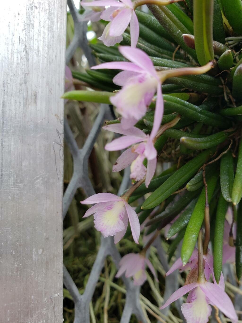 Leptotes harryphillipsii flower