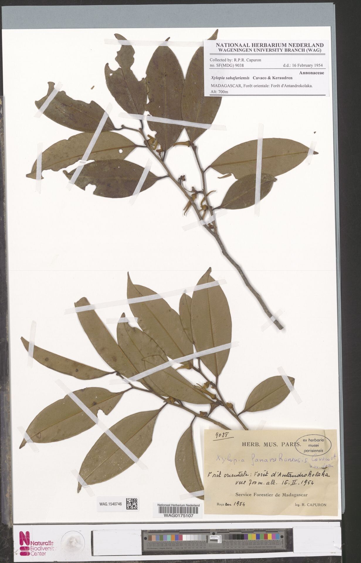 Xylopia sahafariensis — houseplant care guide