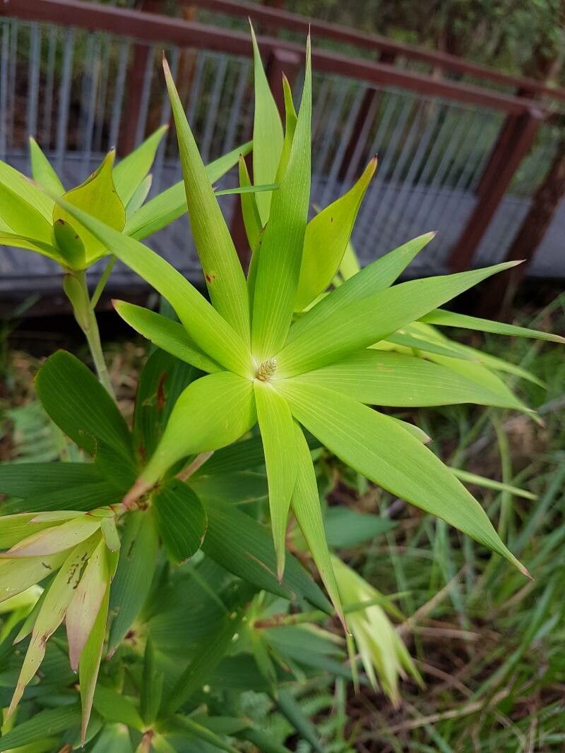 Leucopogon verticillatus — houseplant care guide