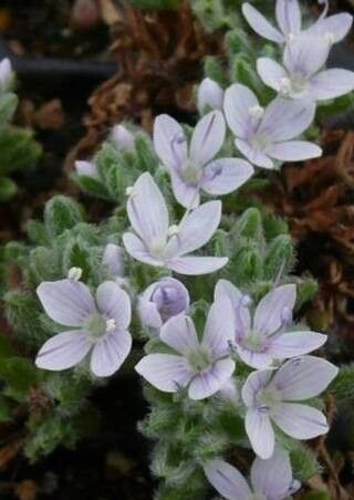 Veronica caespitosa — houseplant care guide