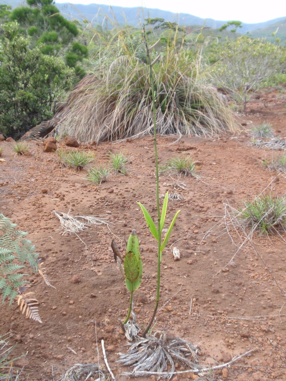 Eriaxis rigida habit