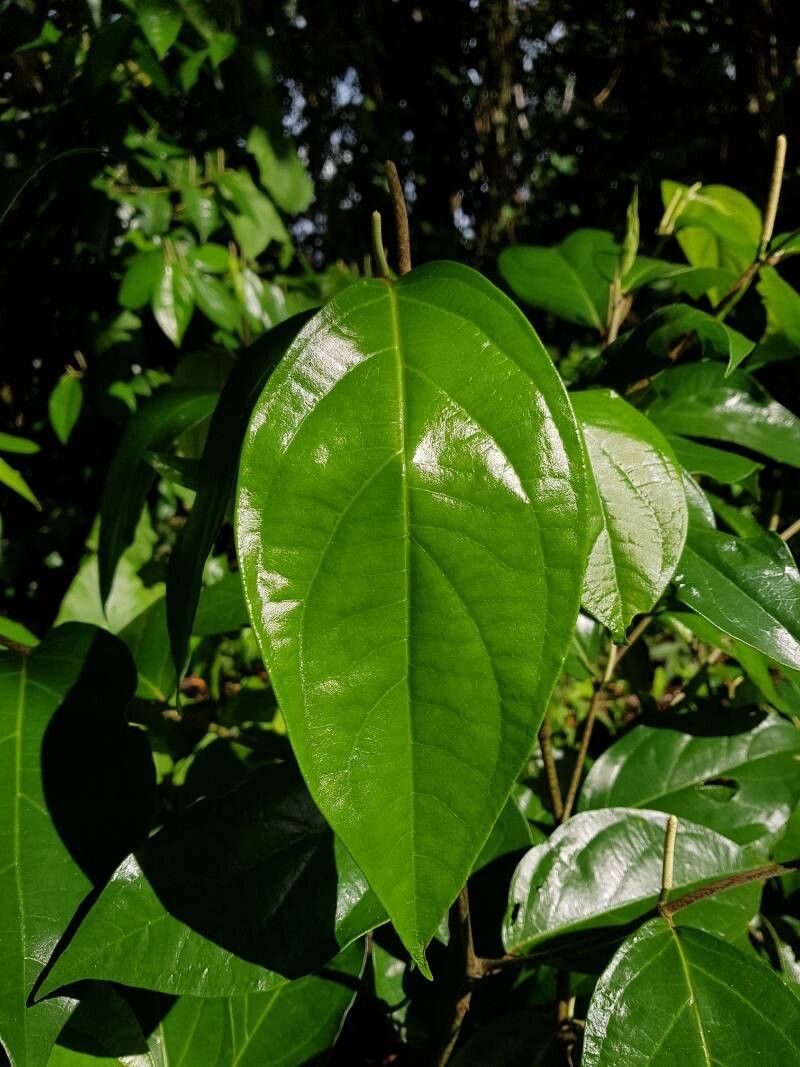 Piper littorale leaf