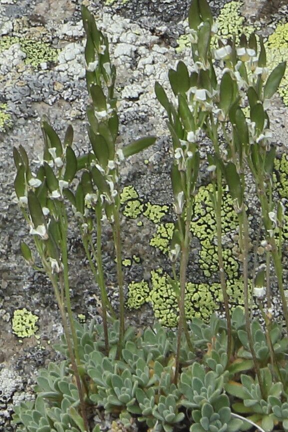 Draba dubia flower