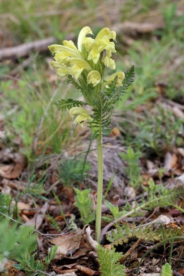 Pedicularis brachyodonta flower