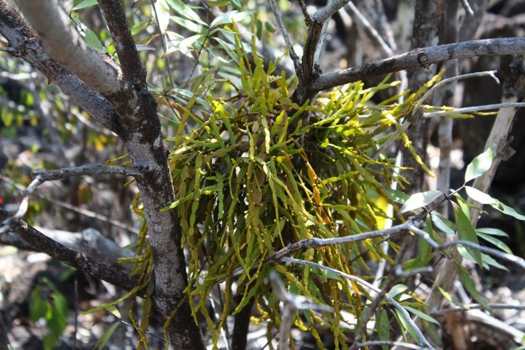 Korthalsella disticha bark