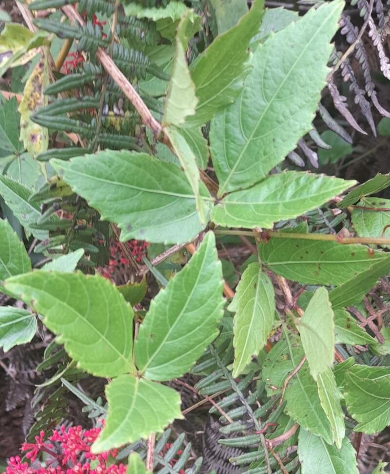 Cissus erosa — houseplant care guide