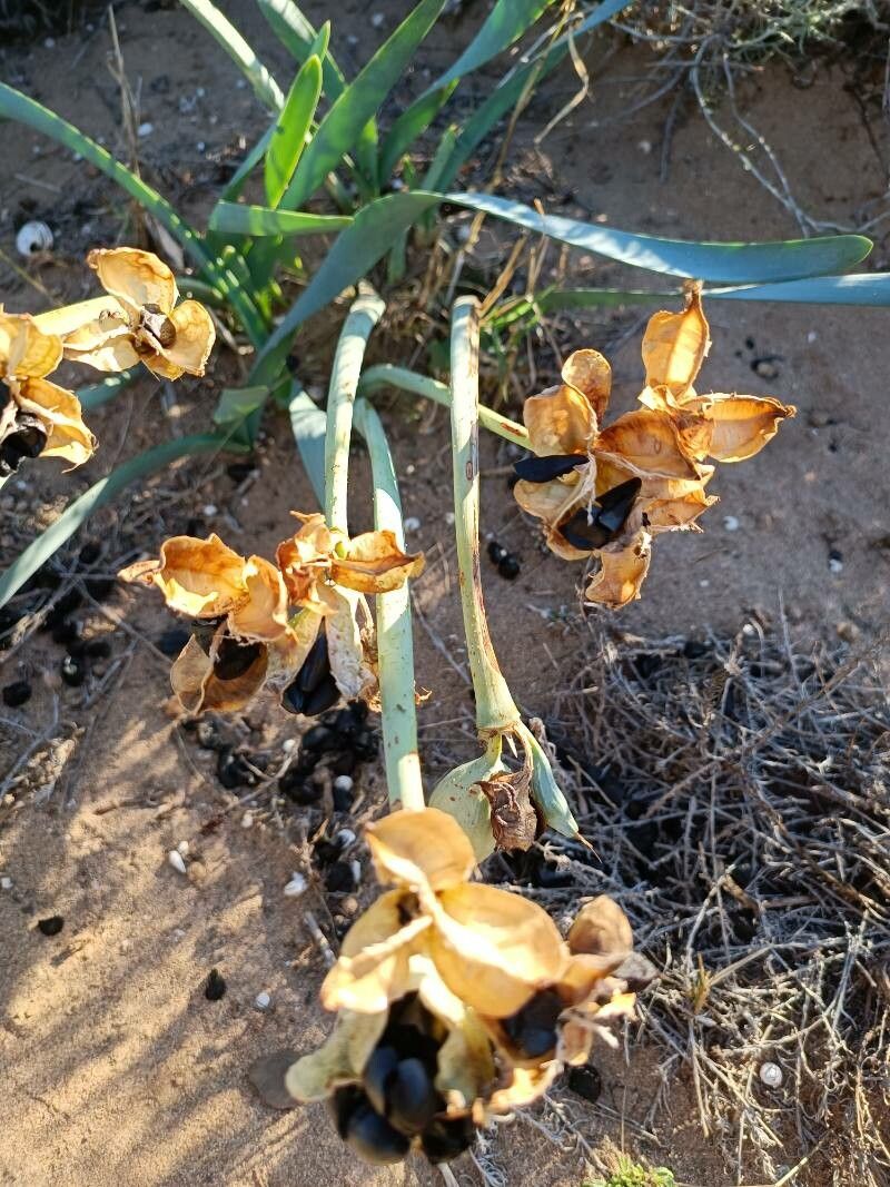 Pancratium canariense fruit