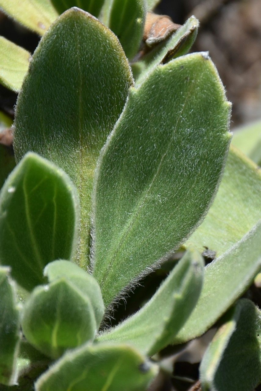 Psiadia lithospermifolia — houseplant care guide