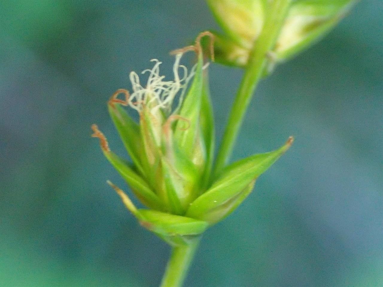 Carex leersii flower