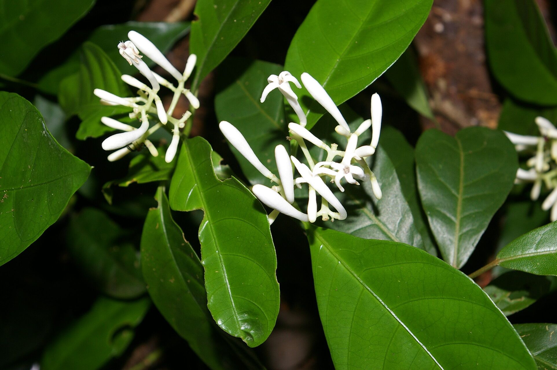 Palicourea eurycarpa flower