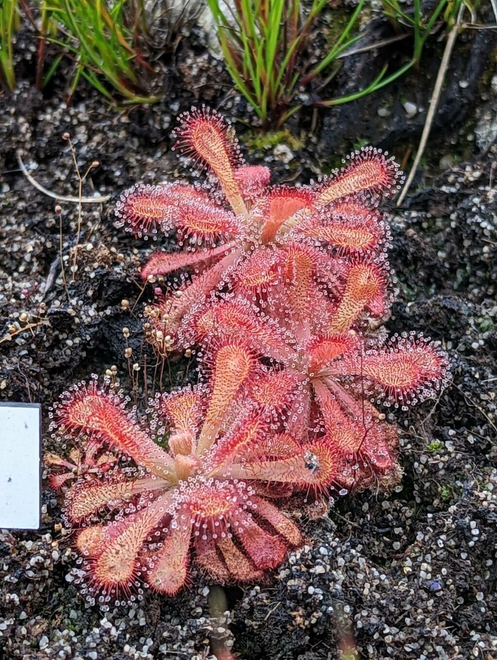 Drosera venusta — search result for 'Drosera'