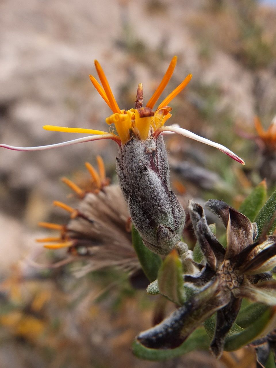 Mutisia ledifolia flower