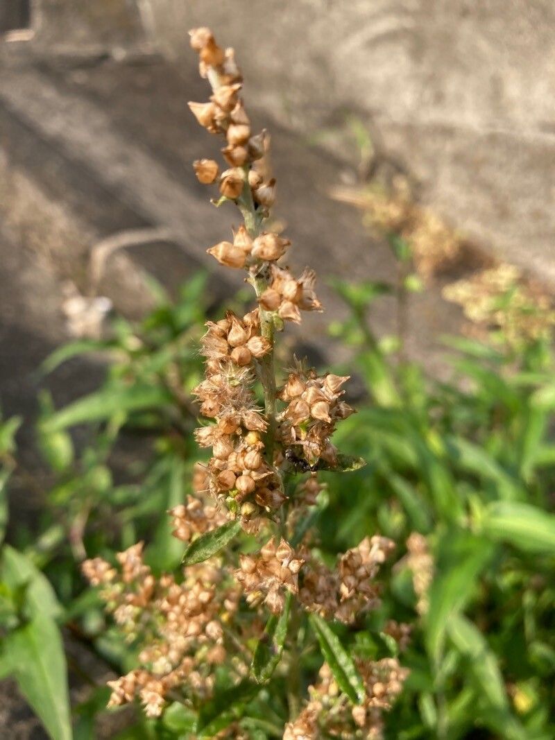 Gnaphalium americanum fruit