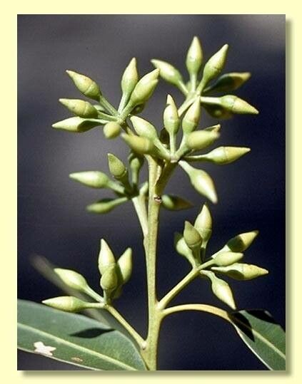 Eucalyptus resinifera fruit