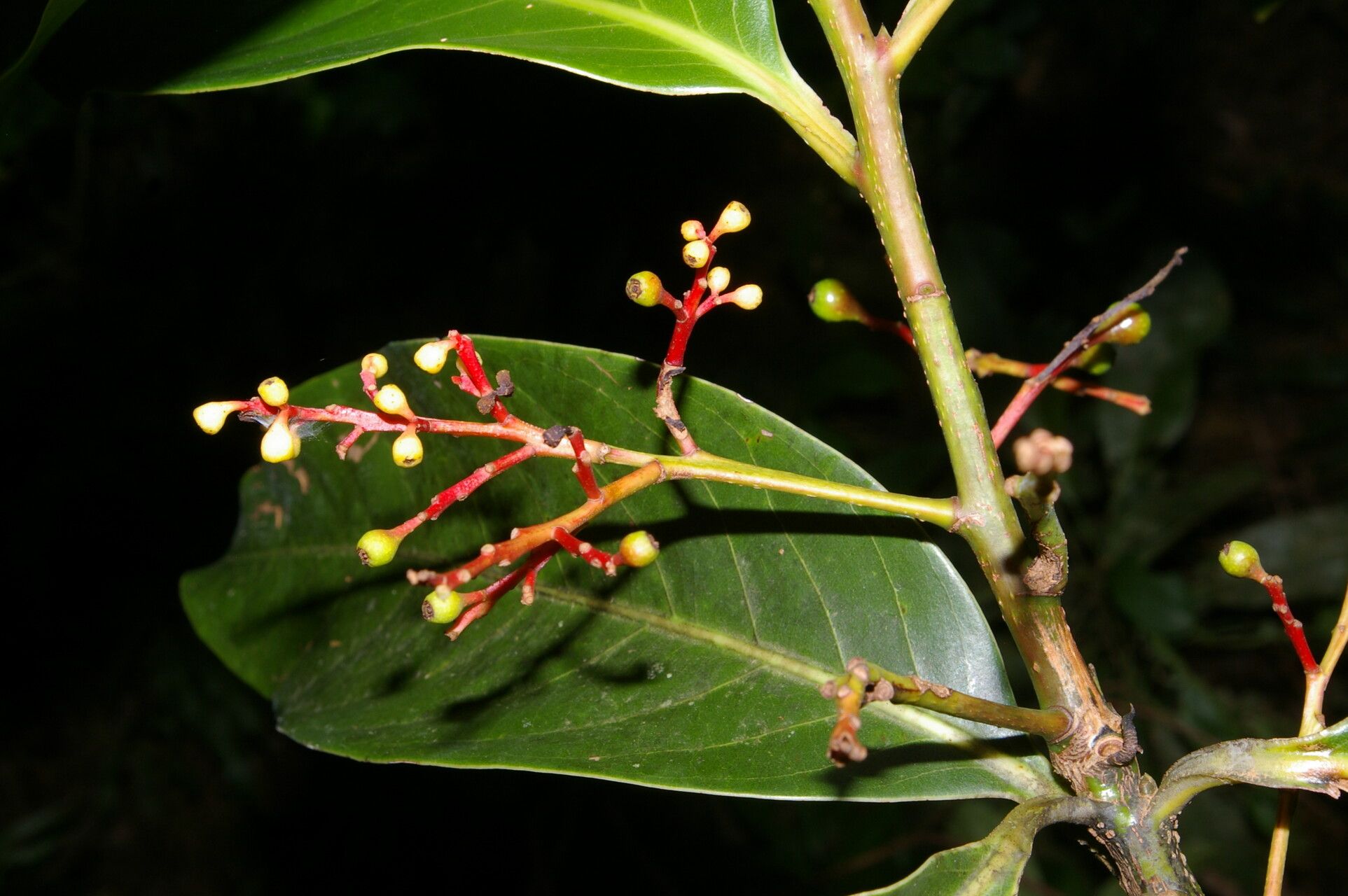Licaria nitida fruit