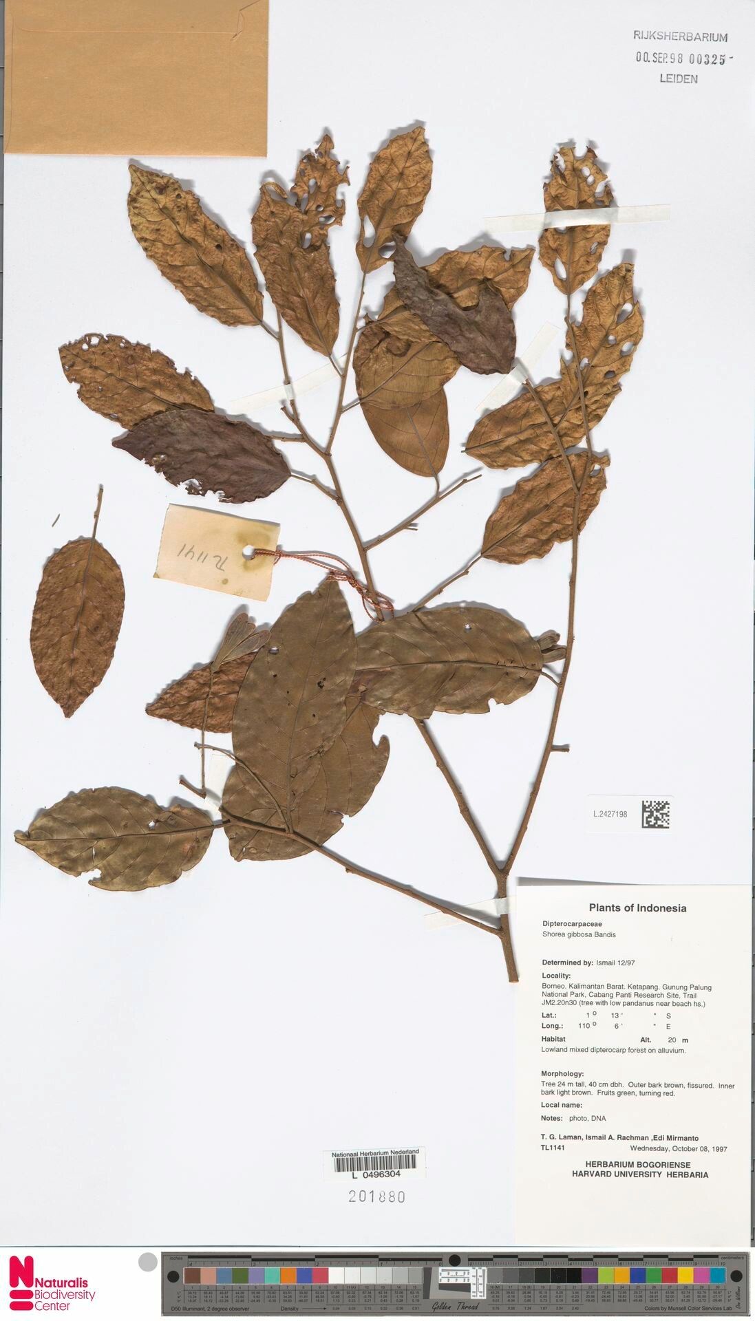 Shorea gibbosa — houseplant care guide