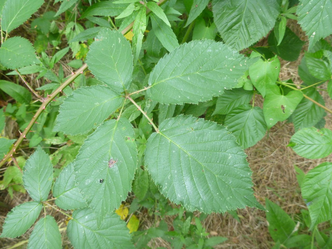 Rubus platyacanthus leaf