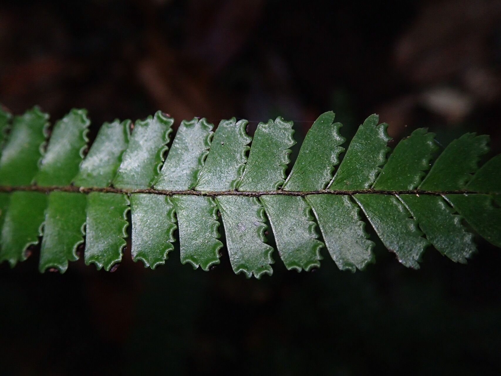 Adiantum vogelii leaf