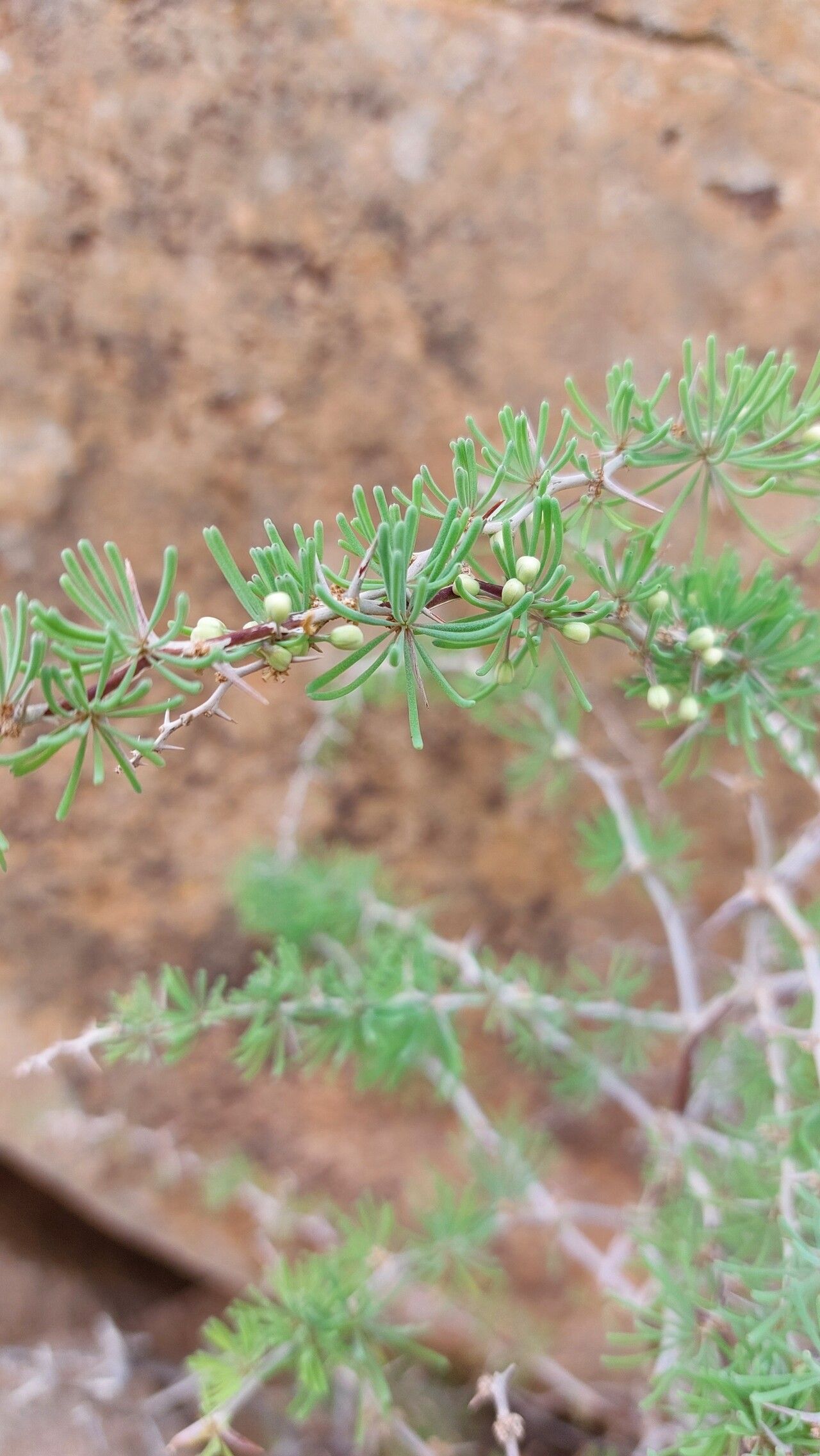 Asparagus pastorianus flower