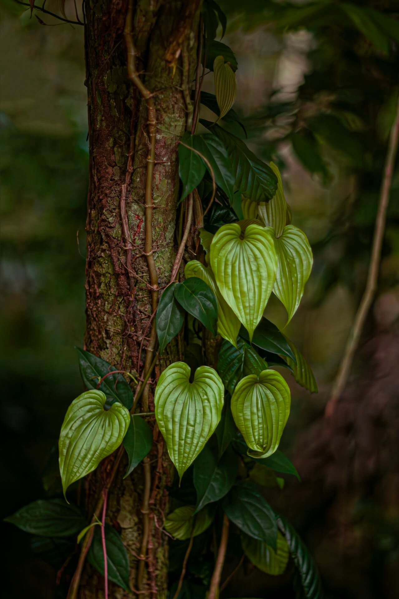 Stemona tuberosa habit