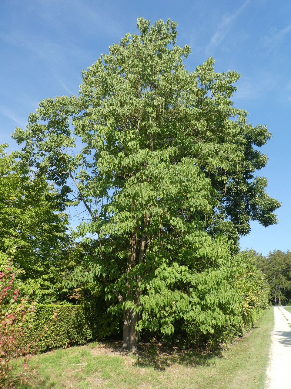 Catalpa duclouxii habit
