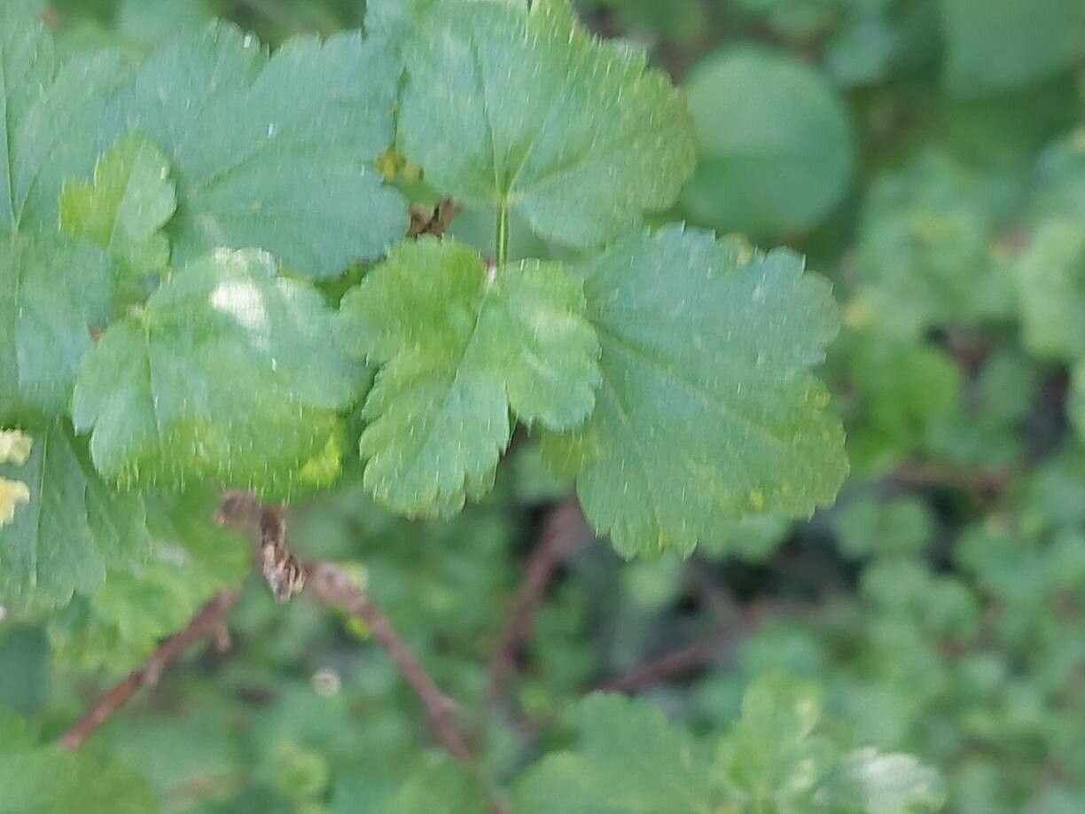 Ribes luridum — search result for 'Ribes'