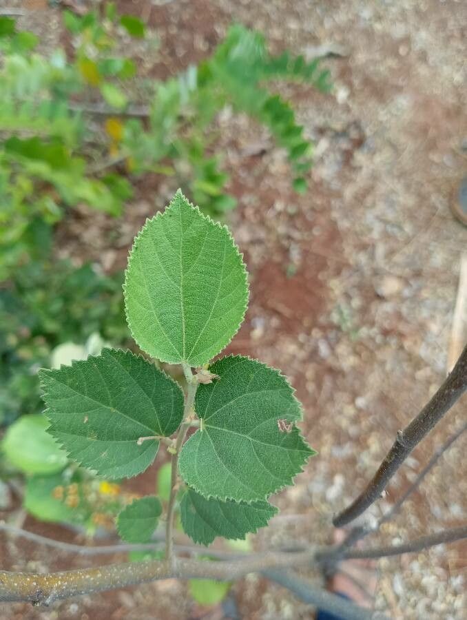 Grewia asiatica leaf