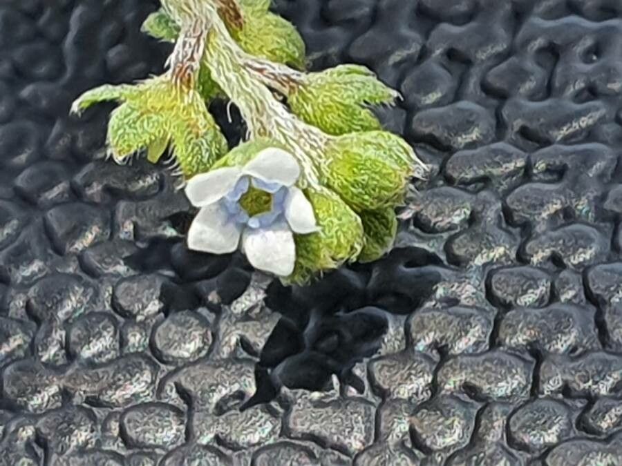 Cynoglossum lanceolatum flower