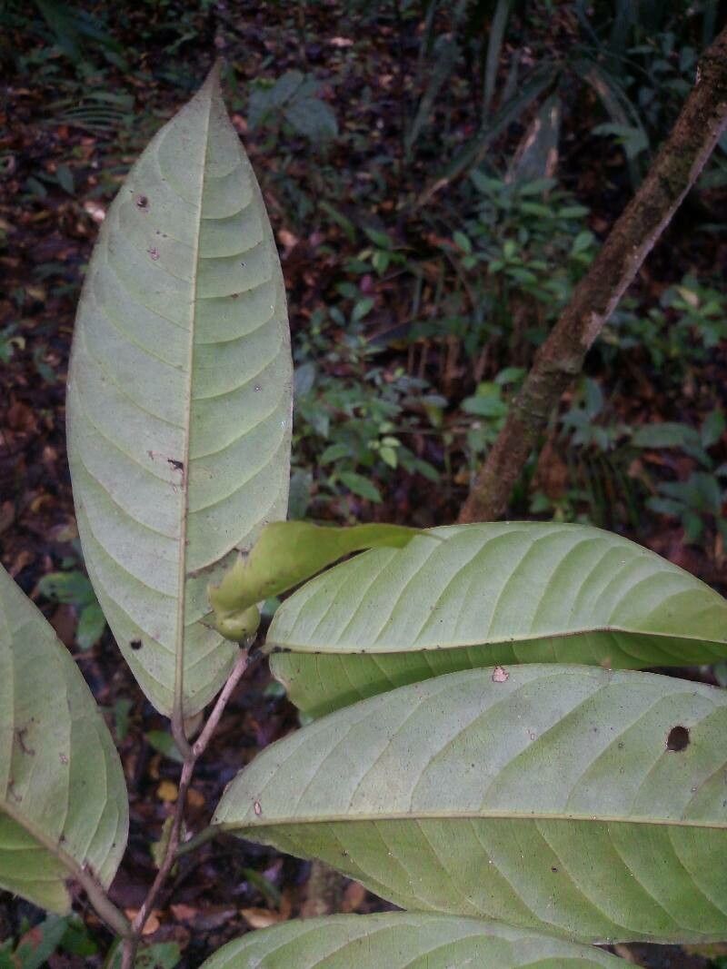 Lecythis holcogyne — houseplant care guide