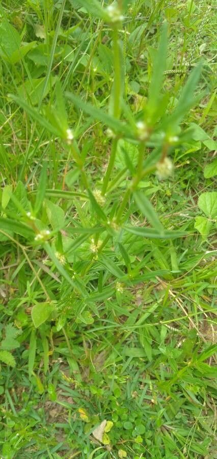 Spermacoce verticillata leaf