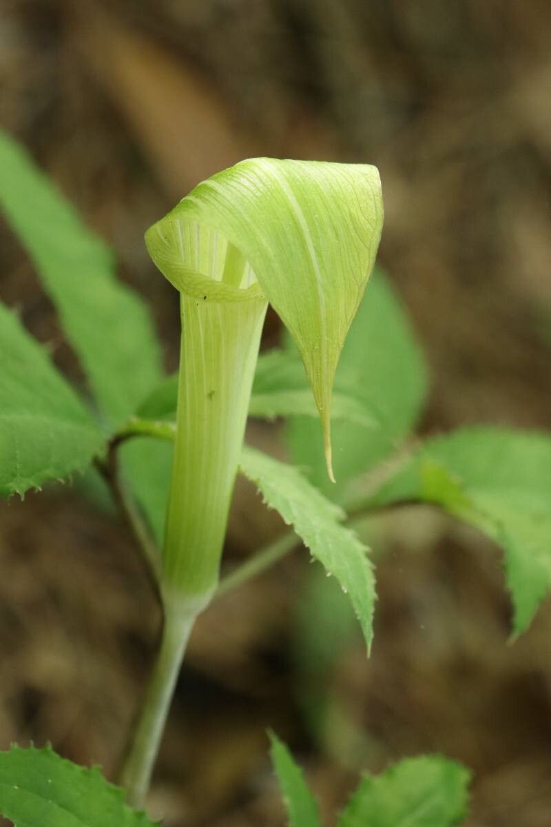 Arisaema japonicum — search result for 'Arisaema'