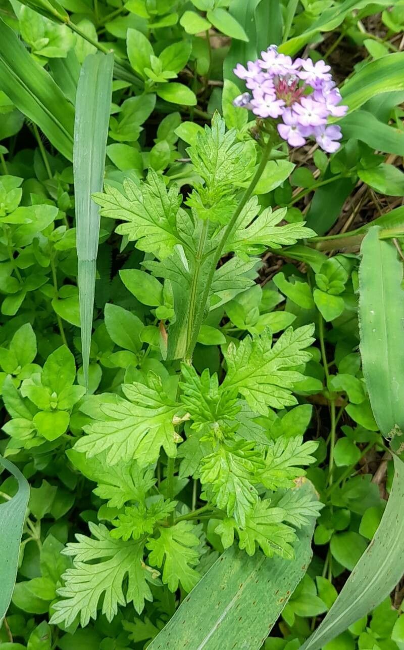 Verbena lilloana habit