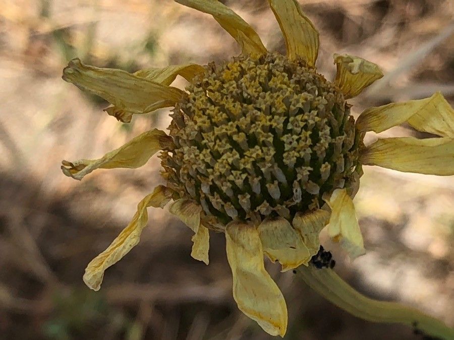 Anacyclus radiatus fruit