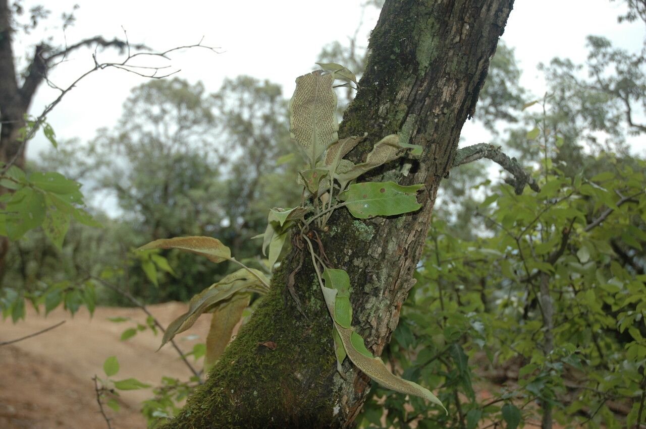 Pyrrosia flocculosa habit