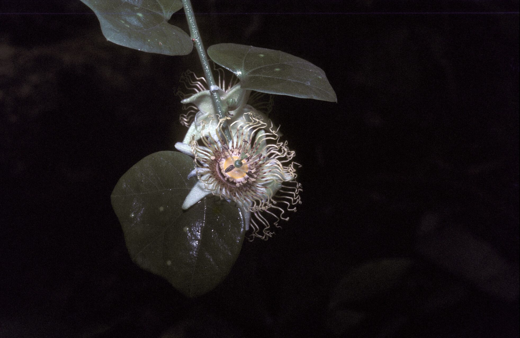 Passiflora fanchoniae flower