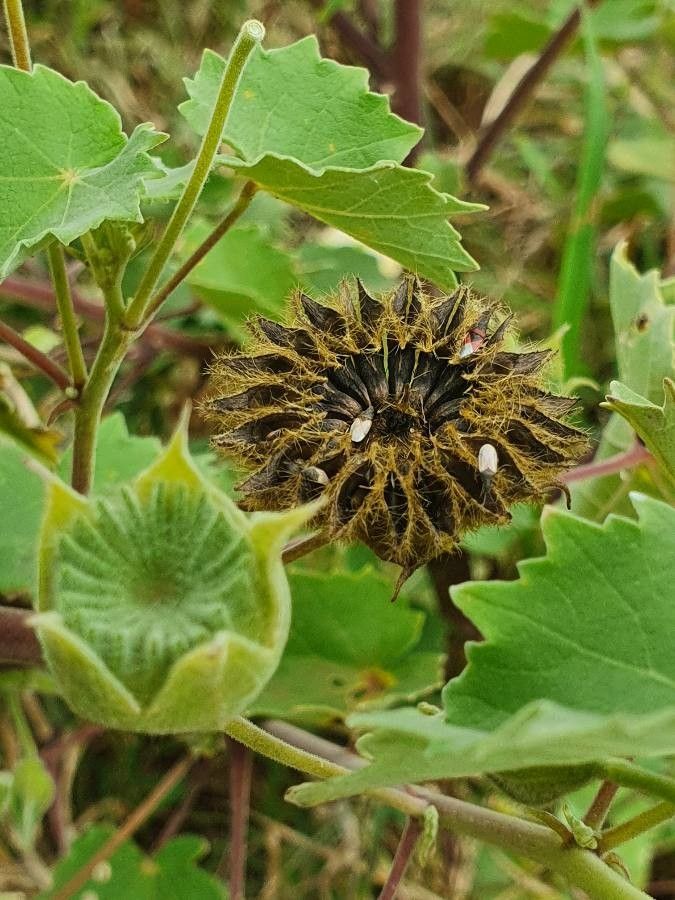 Abutilon grandiflorum fruit