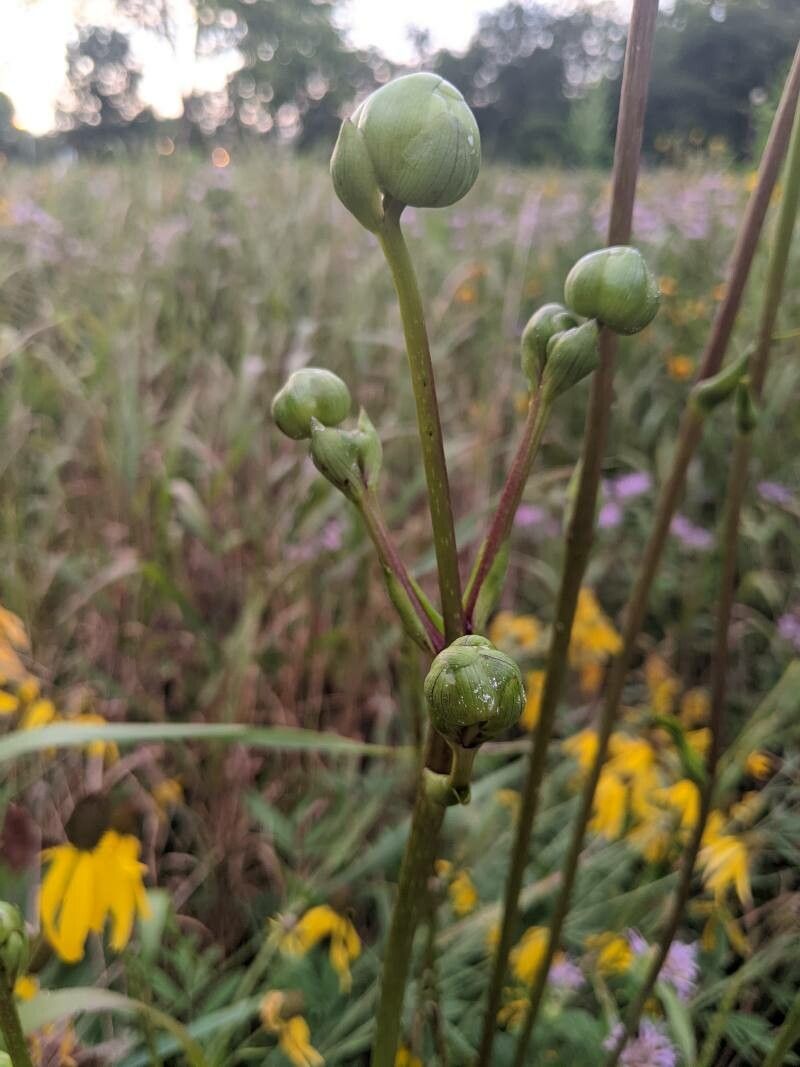Silphium terebinthinaceum flower