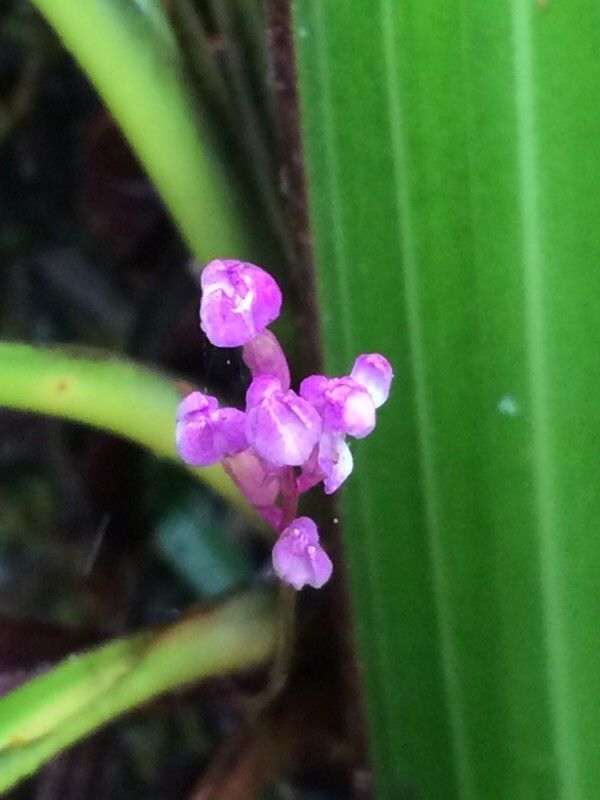 Cynorkis paradoxa flower