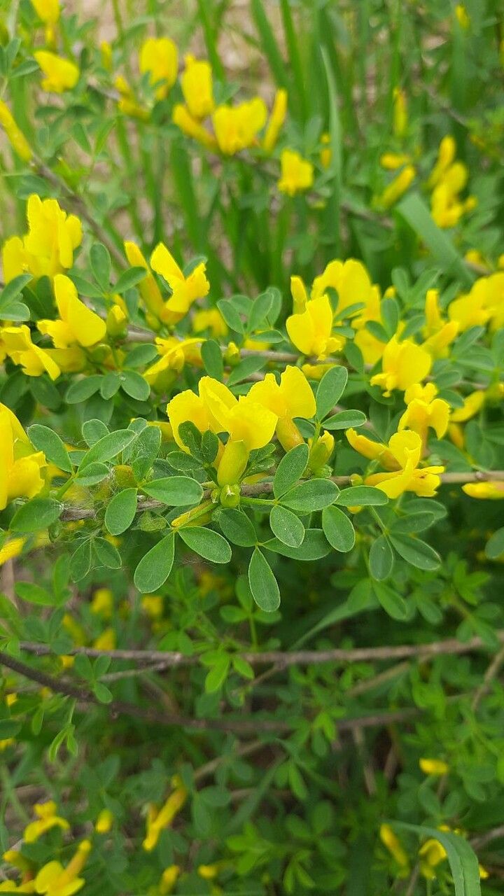 Cytisus ratisbonensis flower