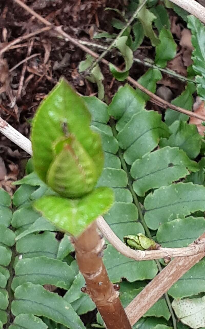Hydrangea hirta leaf
