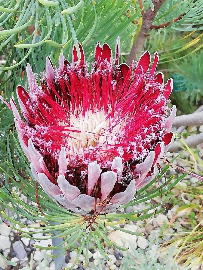 Protea aristata — related species from the same genus