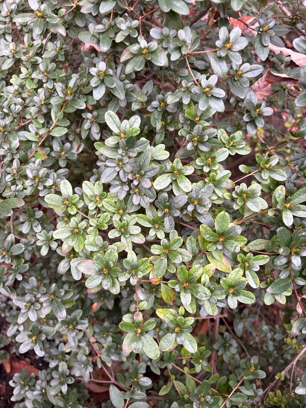 Rhododendron × amoenum — houseplant care guide