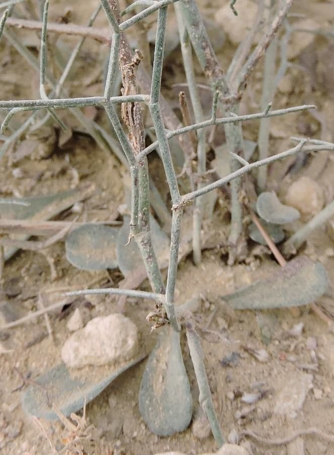 Limonium catalaunicum — houseplant care guide