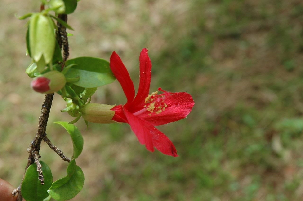 Hibiscus clayi flower