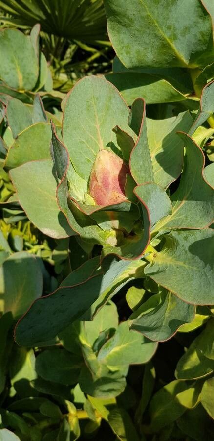 Protea grandiceps — search result for 'Protea'
